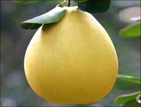 水果商贩,水果摊贩为什么不选椰子卖