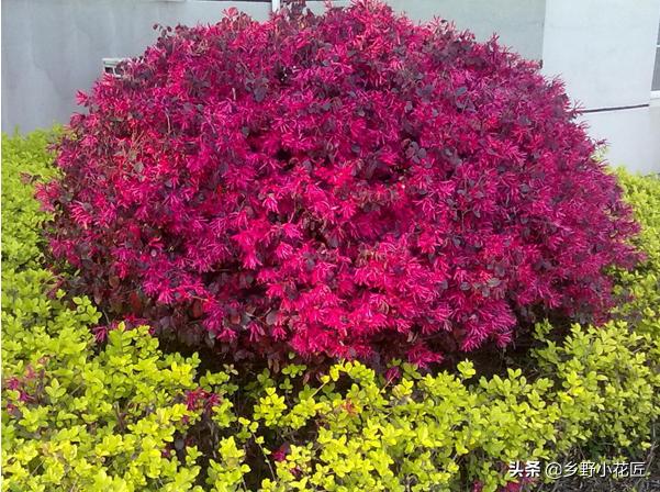 红花檵木花期是什么时候,红花檵木最佳观赏期