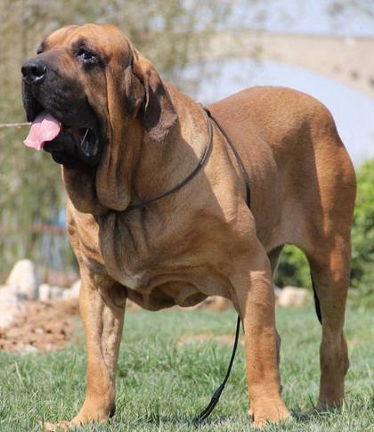 世界上六种猛犬排行榜,世界猛犬的前十名