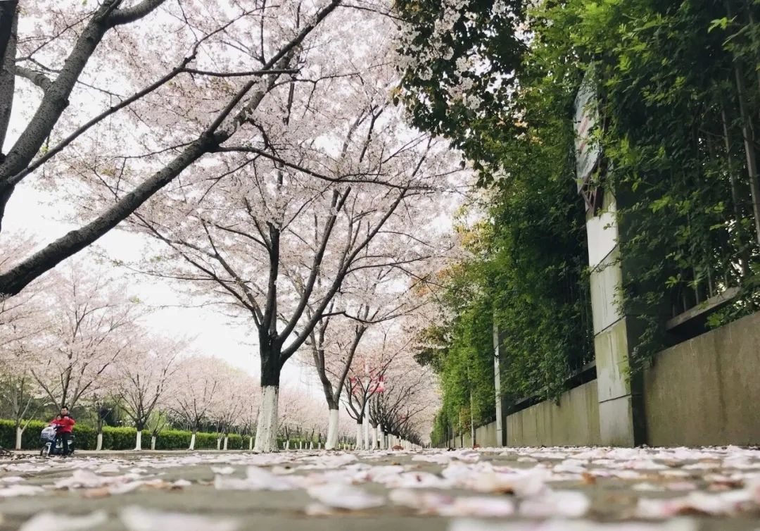 小众赏樱胜地,魔都赏樱旅游攻略