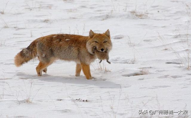 世界上十大很少见到的动物,世界上最受欢迎的动物排行榜