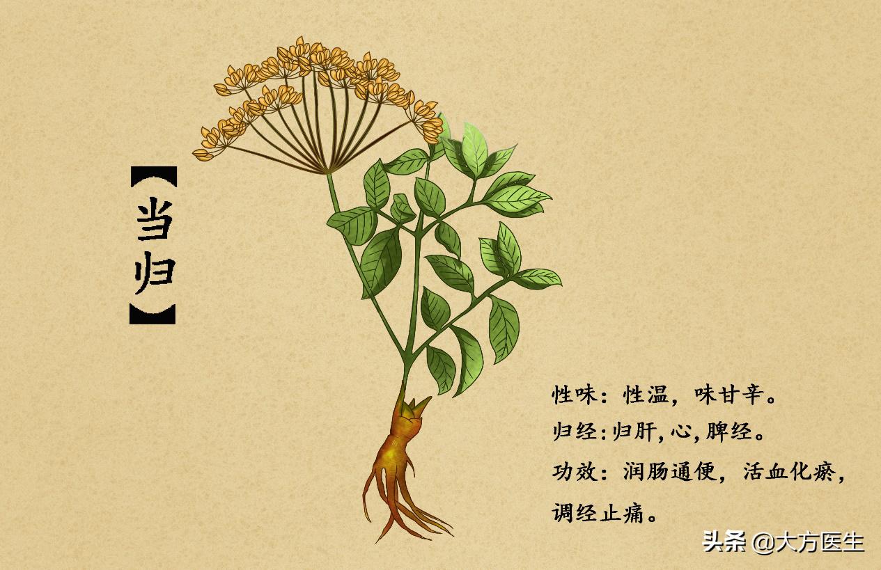 当归叶子有什么功效,当归叶生吃功效作用