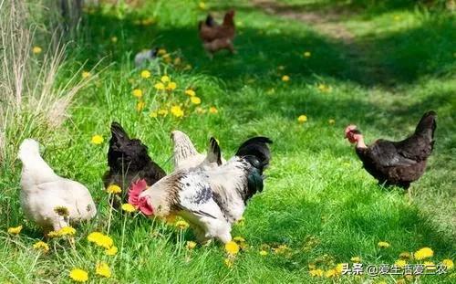 100个小成本适合农村创业的小方法,2017推荐农村创业致富的3个金点子