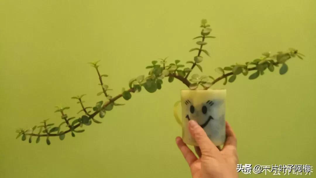 金枝玉叶干枯一碰就掉,金枝玉叶一夜之间掉了好多叶子