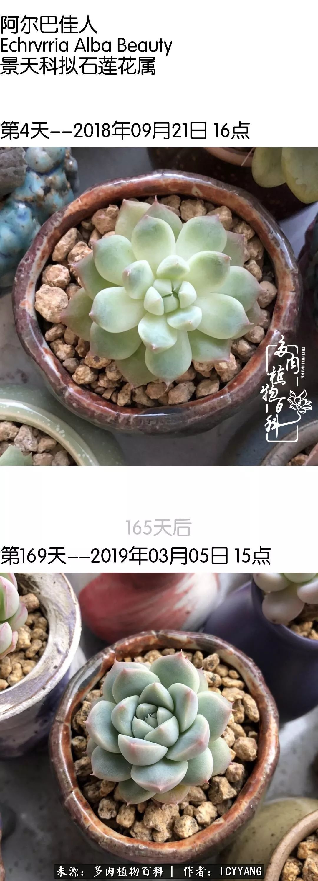 室内阳台多肉的养护方法,景天多肉养护