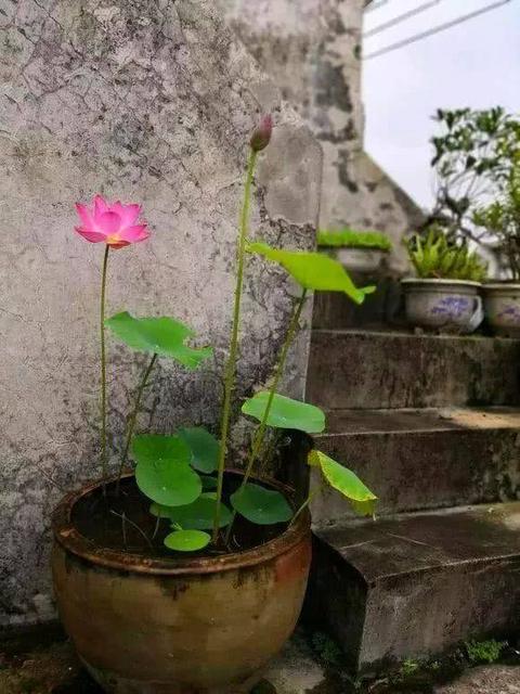 老式水缸种花一定要打孔吗,旧水缸种花怎样打孔