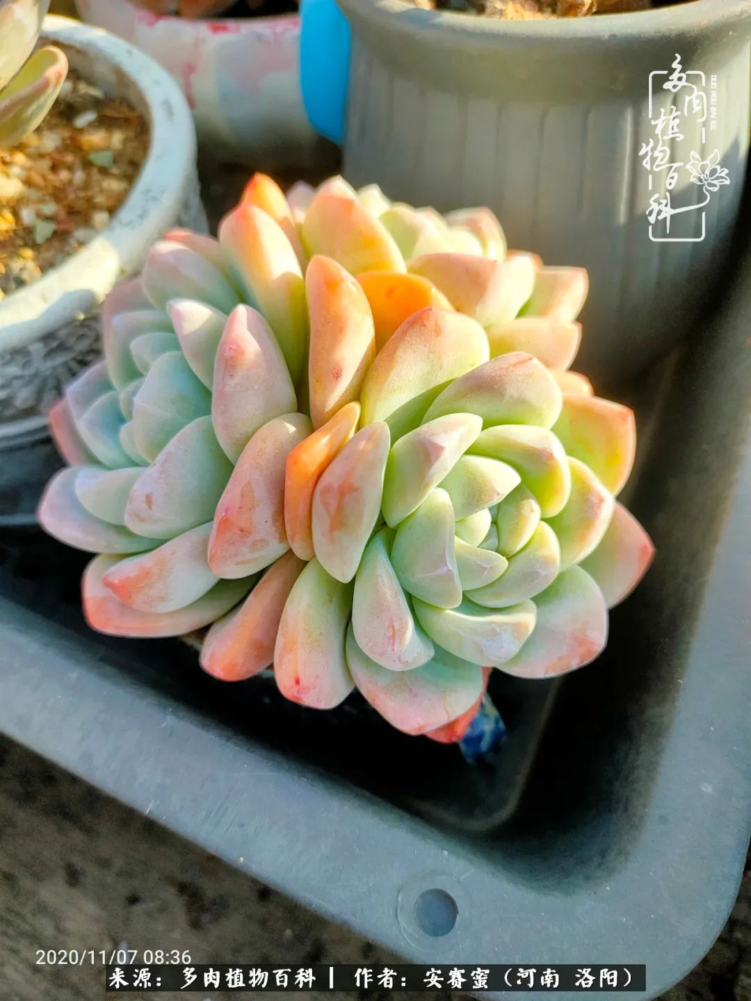 现在是多肉最美的季节,多肉最美的季节来啦