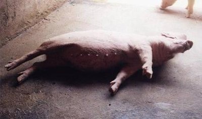 猪倒地不起翻身后又翻回来咋回事,猪倒地抽搐最佳治疗方法