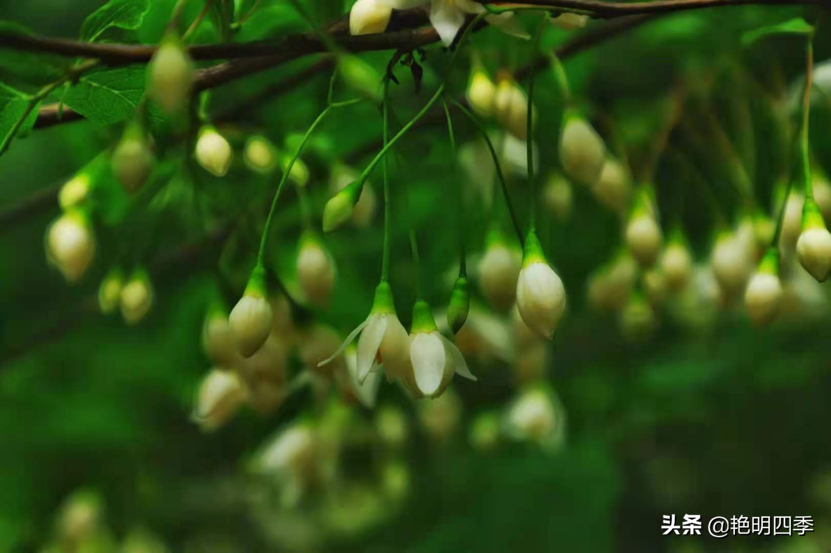 平顶山画眉谷旅行,鲁山县画眉谷视频