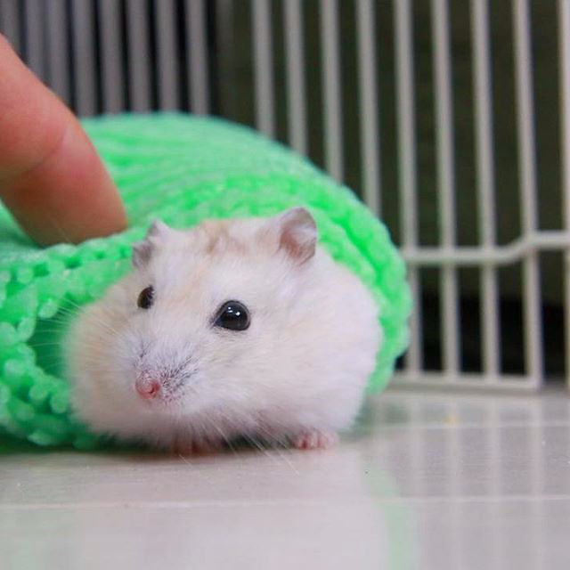 如何驯服一只不听话的小仓鼠,仓鼠躺鼠过程