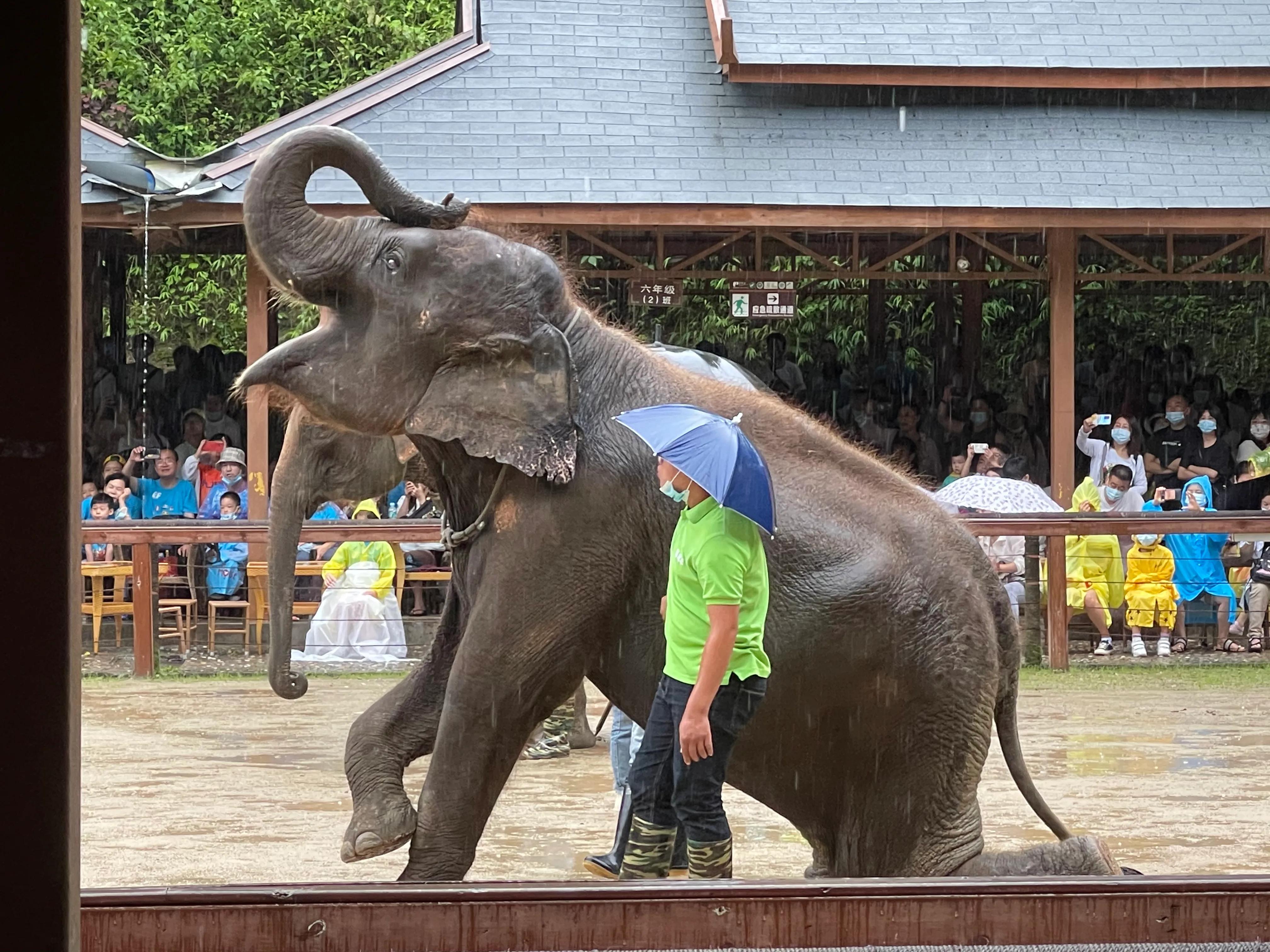 大象吃什么东西啊,大象吃冰激凌吃着吃着就吐了