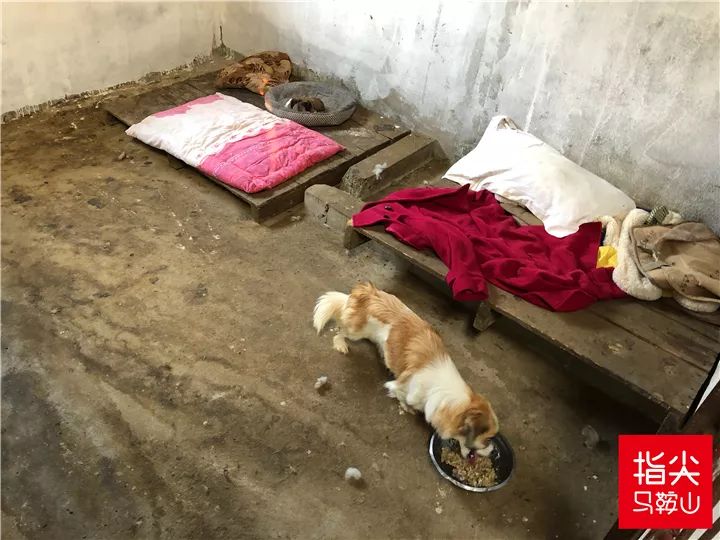 马鞍山流浪狗救助中心在哪里,曝光流浪狗救助真相