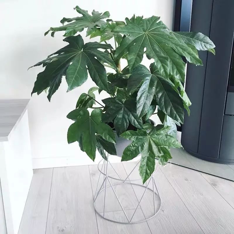 室内养的吸毒植物,20种吸毒花除甲醛