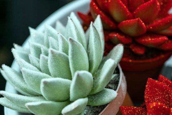 养多肉小苗该怎么处理,多肉怎么养才不会徒长