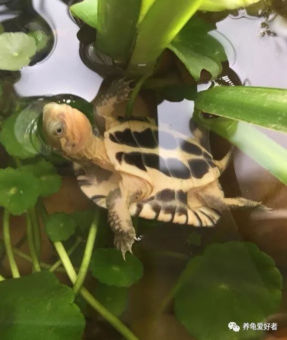 养龟环境该怎么弄,新手养龟要注意龟的哪些事项