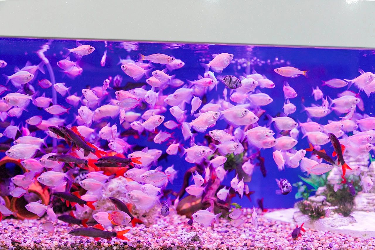 深圳旅游好去处推荐,深圳宝安区周末休闲浪漫好去处