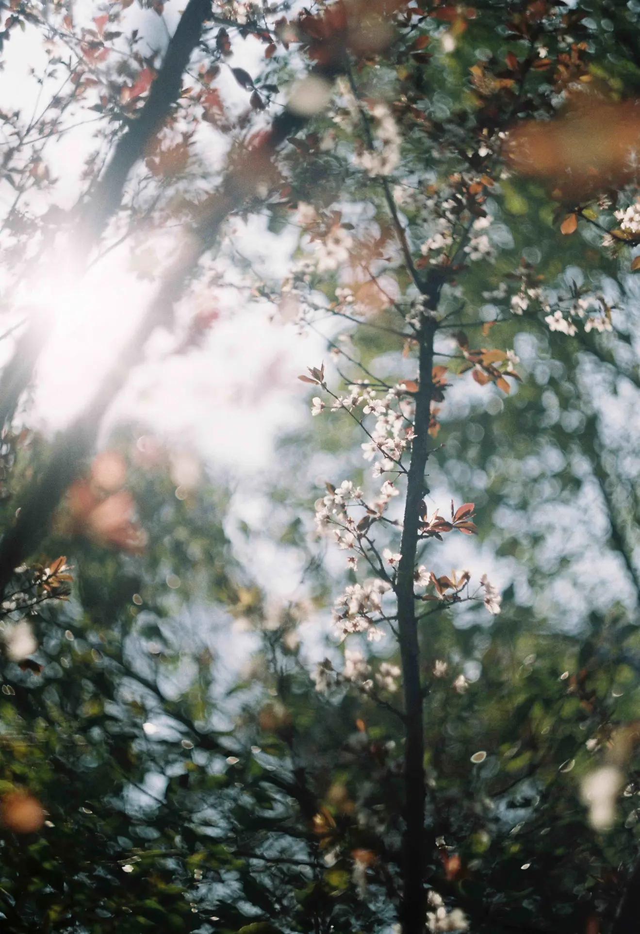 是谁发明了彩色相机,康泰时相机发展史