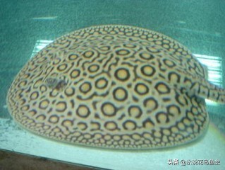 观赏鱼养殖技术论坛,观赏鱼鱼友交流