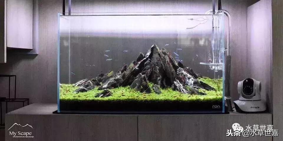 草缸常见10种藻类的解决方法,草缸藻类生物防治方法