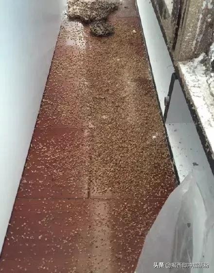 飞蚁大军空袭视频,飞蚁大军被空袭