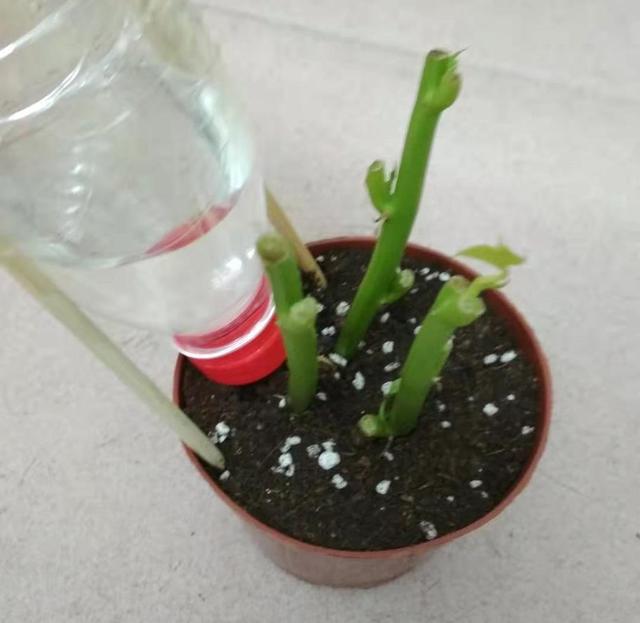 自制简易浇水神器很实用,旧瓶子浇水神器