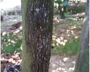 柑橘沙皮病最佳治疗,柑橘沙皮病能治好吗