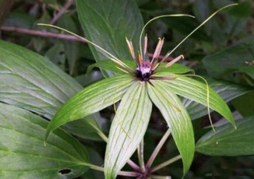 竹林里的野草有哪些,农村生长的这种常见野草