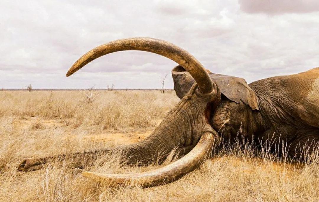 为什么要偷大象的象牙,为什么偷象牙需要杀死大象