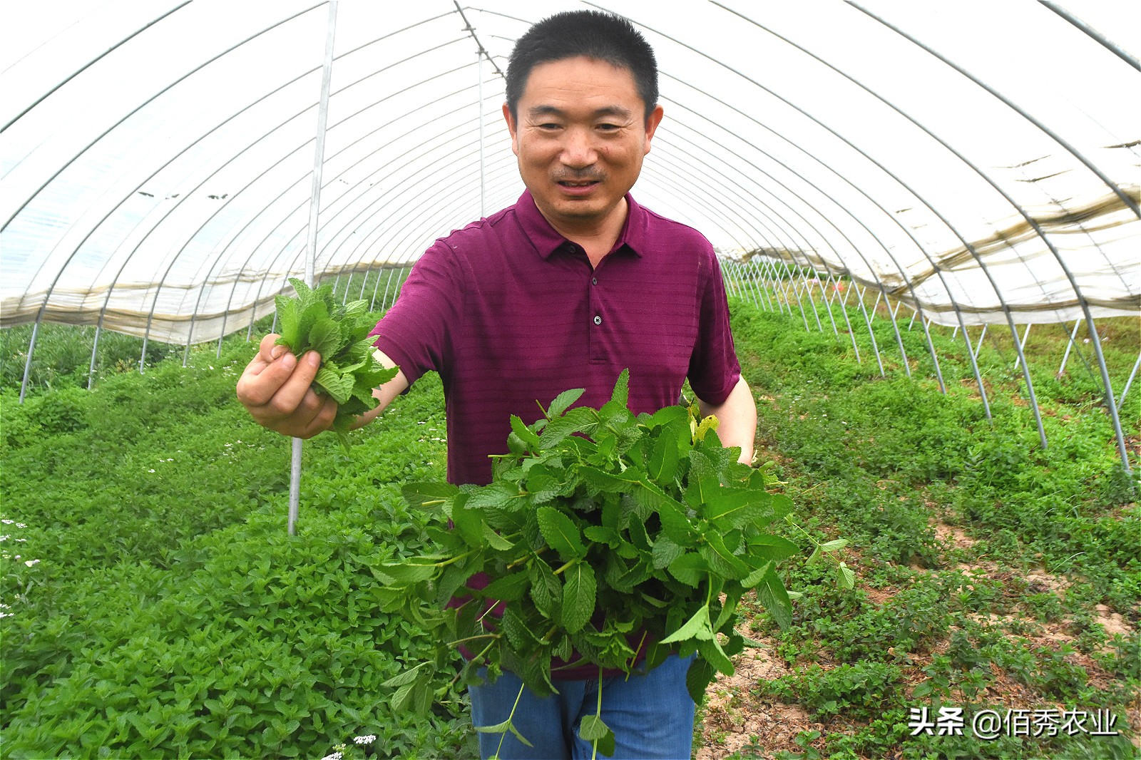 种植薄荷一亩地能赚多少钱,薄荷种植技术及亩收益