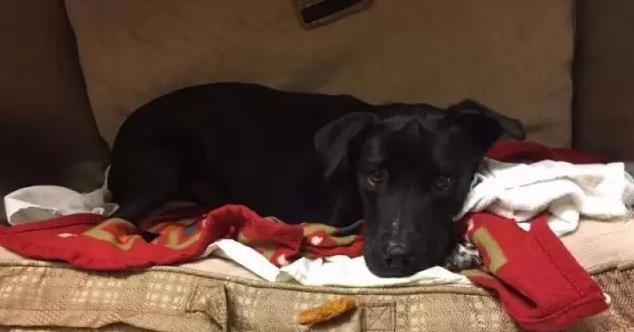 长期被虐待狗狗表情,被虐待的狗狗还能继续养不