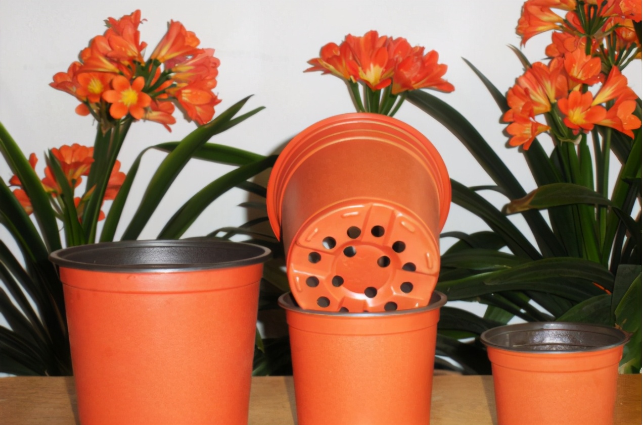 养花怎么选盆,新手养花推荐什么盆