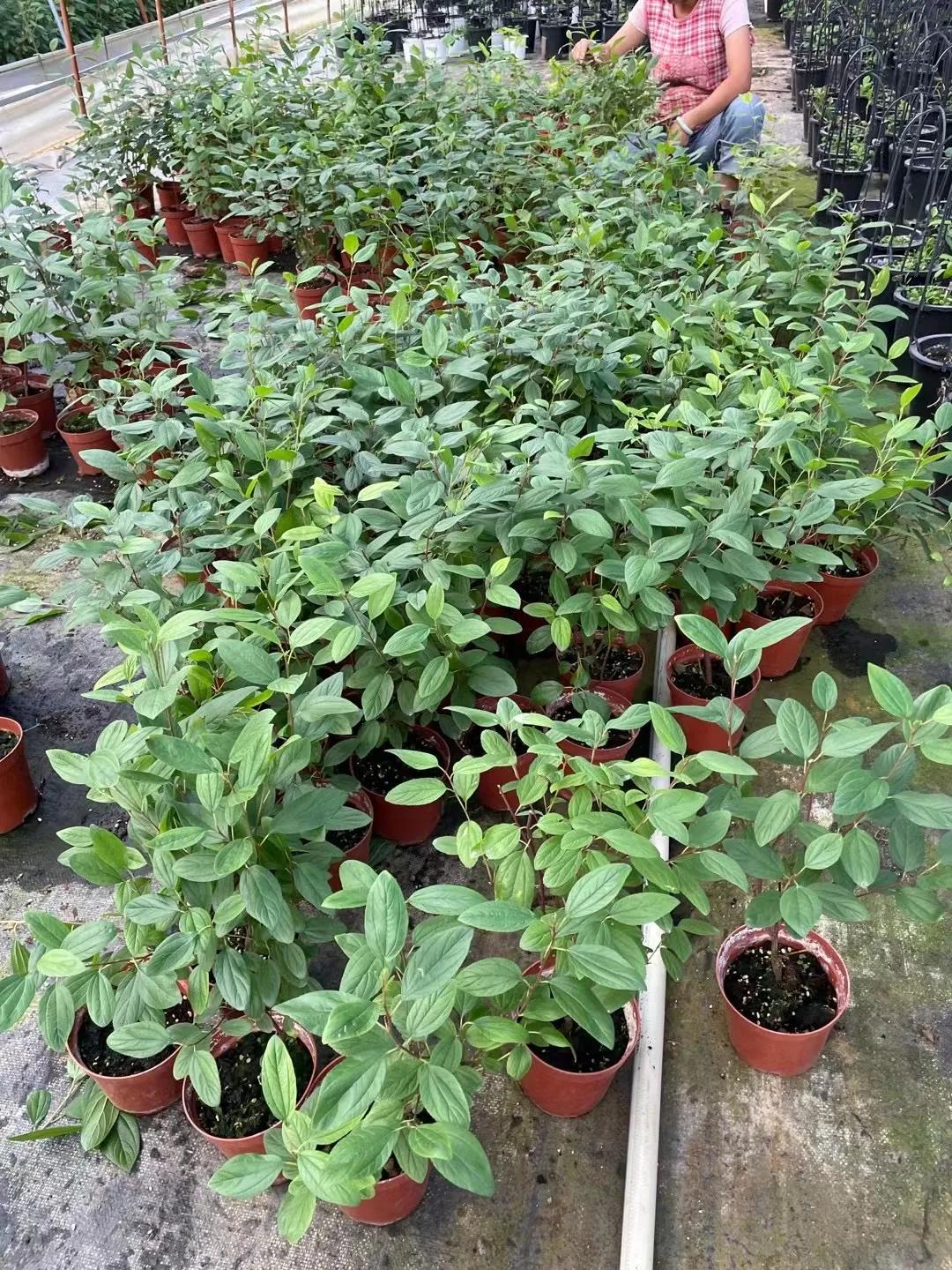 美洲茶寓意是什么,美洲茶蓝色海洋