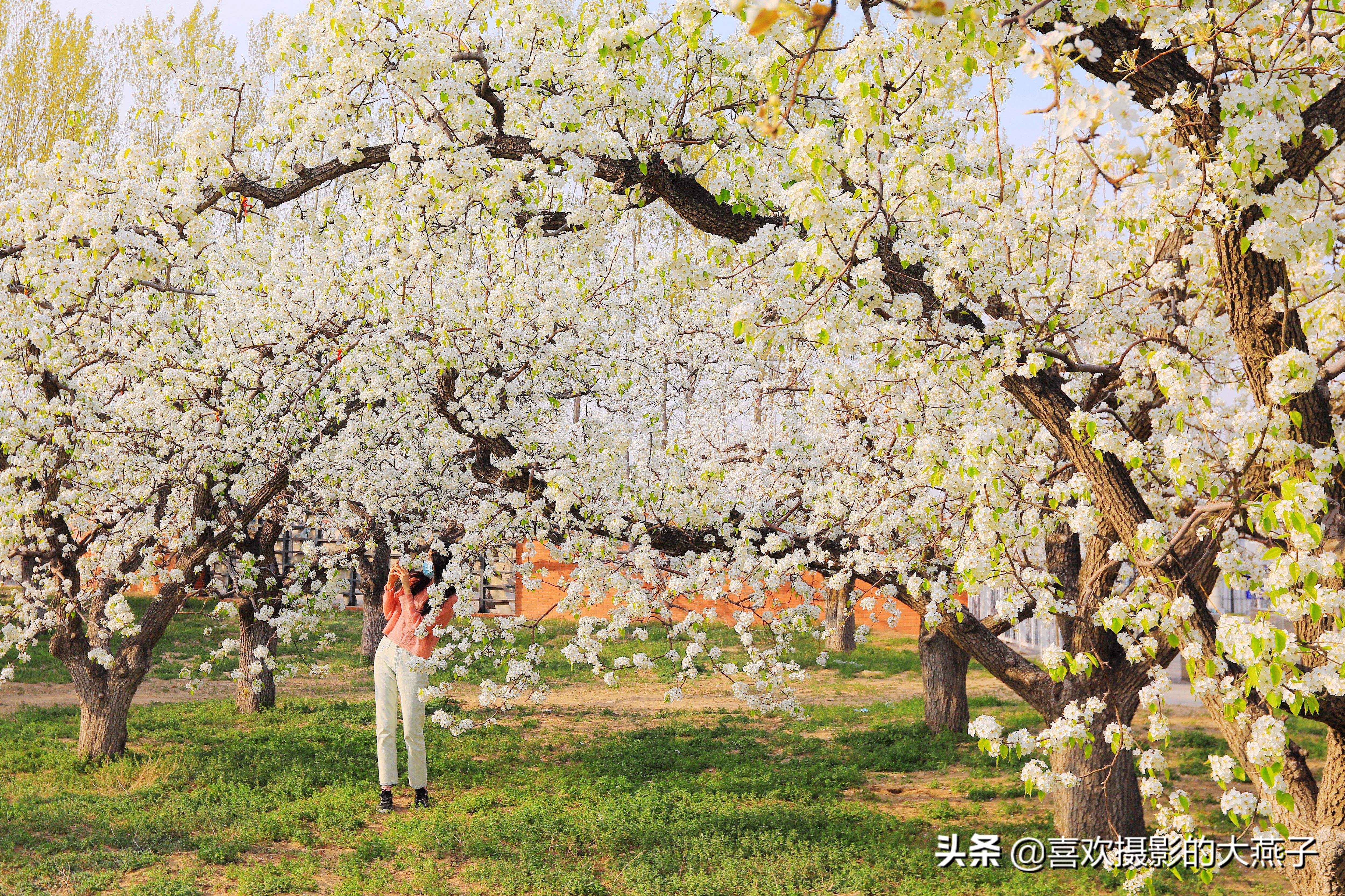 大兴万亩梨花园地点,北京大兴赏梨花具体位置