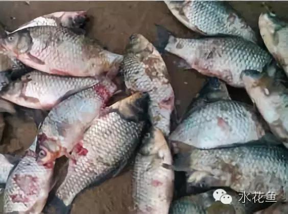 鱼类生病的表现,鱼类赤皮病