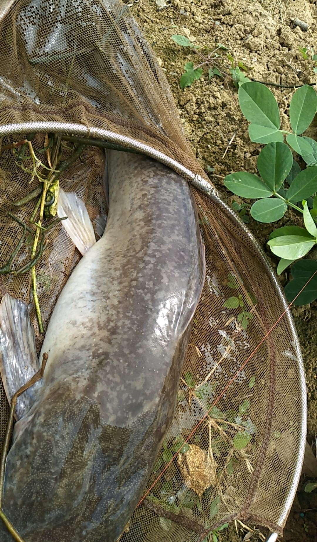 广东湛江大鱼,湛江水库钓大鱼