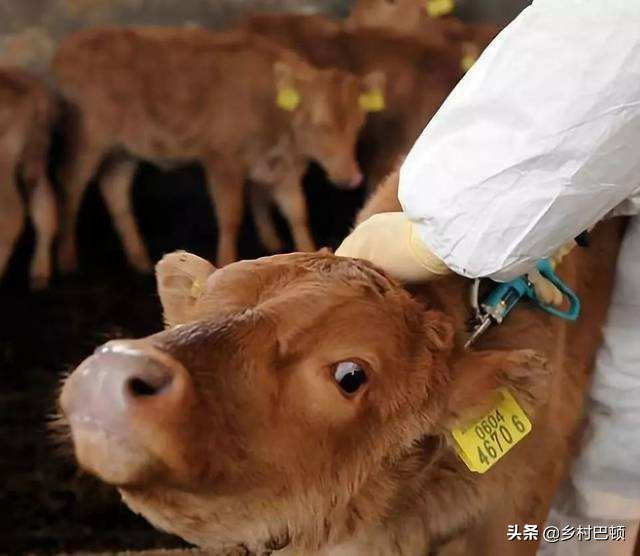 怎样预防牛胀气呢,牛胀气的防治