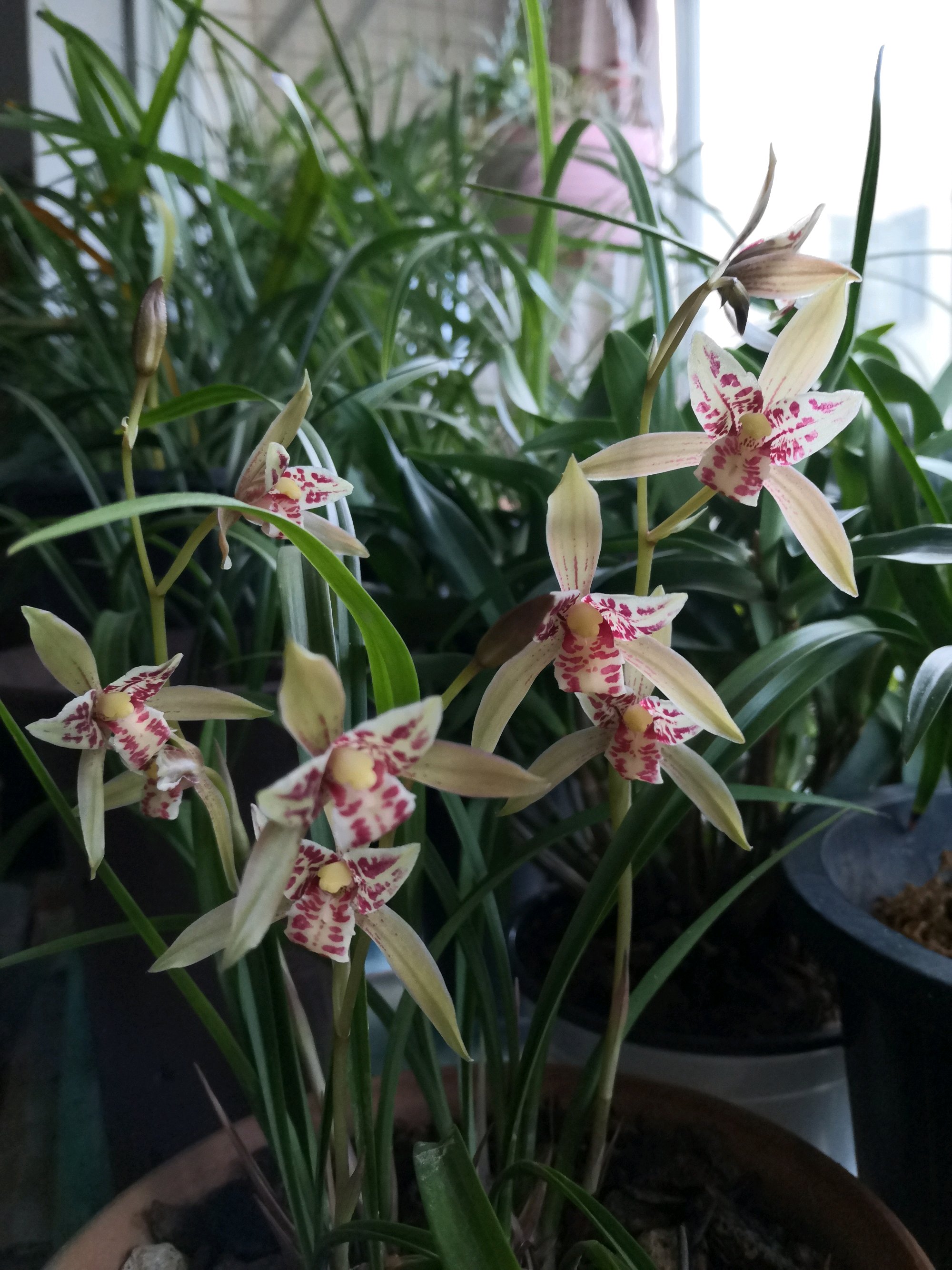 富贵花十大不吉利花,十二种寓意幸福美满富贵吉祥的花