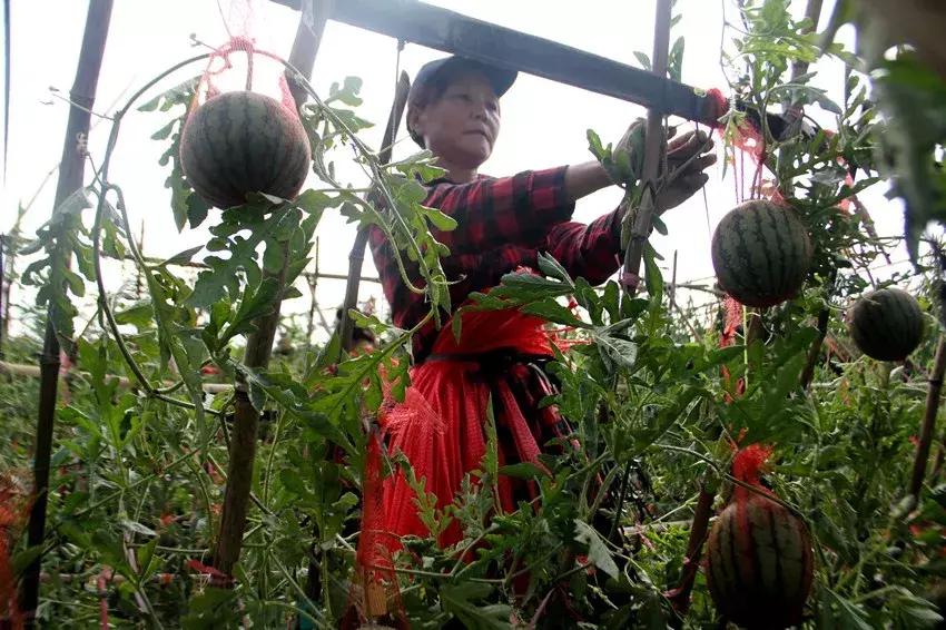 黔南露天西瓜,黔南西瓜