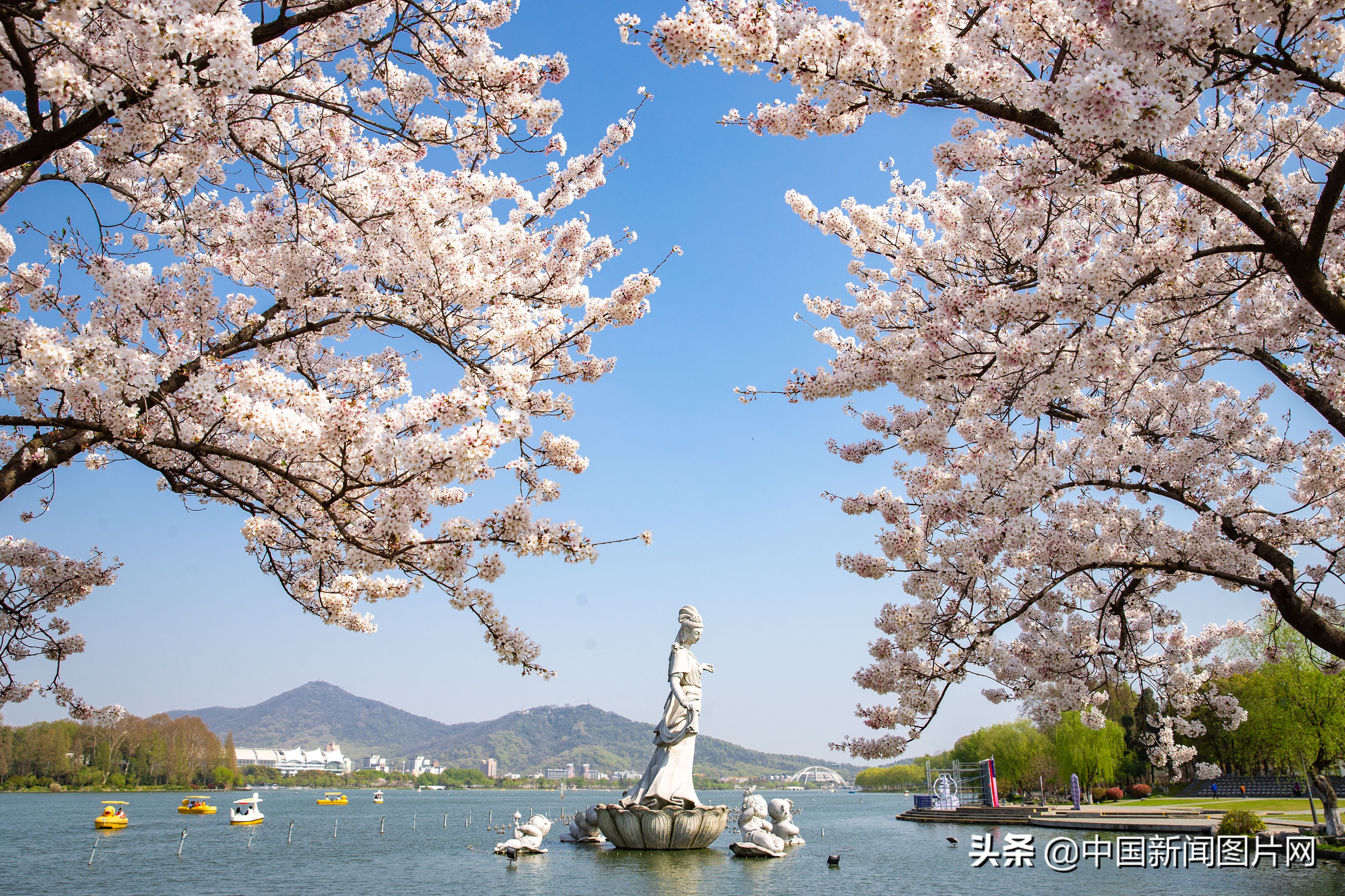 南京珍珠河两岸樱花烂漫,江苏南京樱花烂漫春意浓