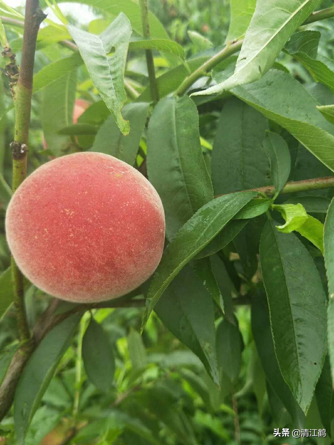 休闲农业盈利模式柱状图,休闲农业十大趋势图