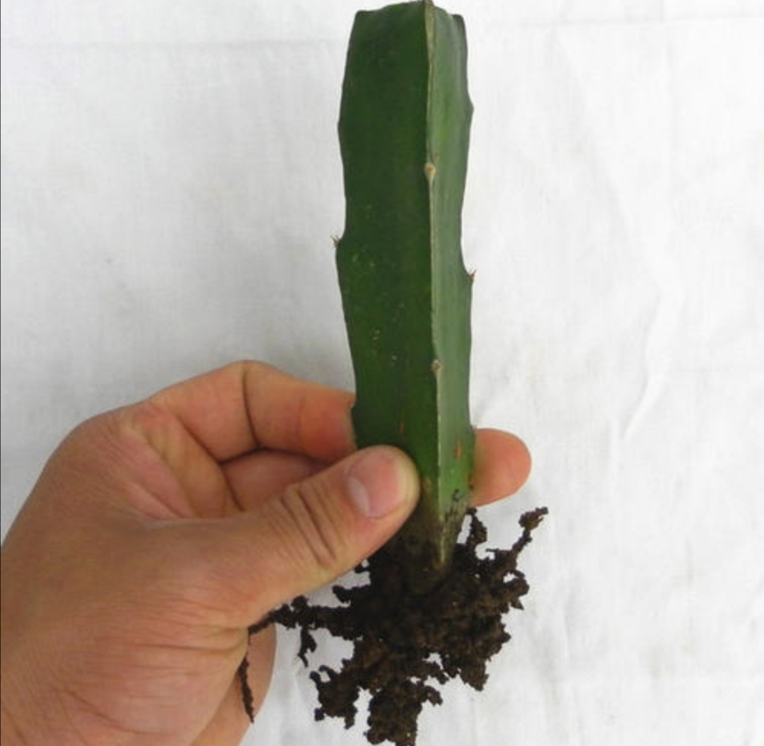 龙骨霸王鞭的功效区别,龙骨花与霸王鞭有什么区别