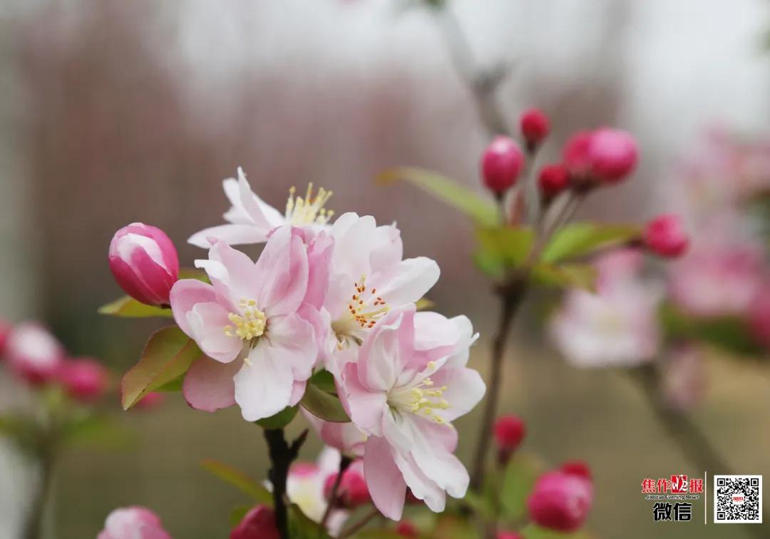 ​养眼！“棠贵妃”四姐妹笑起来真好看！