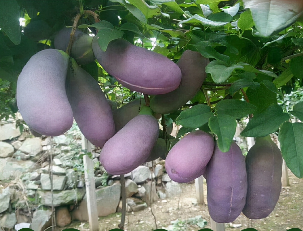 八月炸又名什么,八月炸和什么水果味道一样