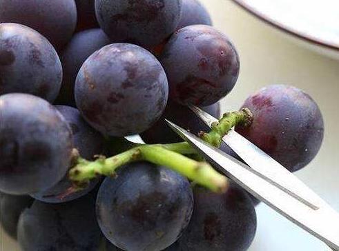 买葡萄应该尝哪个位置,买葡萄最忌讳什么