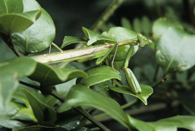 树枝上有黄色的疙瘩,树枝上有疙瘩的树是什么