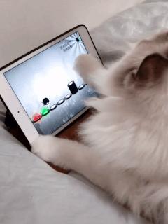 为什么现在年轻人喜欢养猫,当代年轻人不养孩子养猫