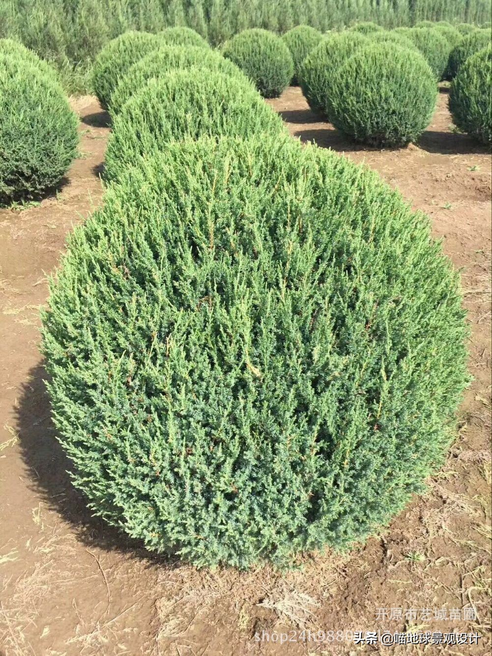 灌木球类植物,灌木植物种类及图片