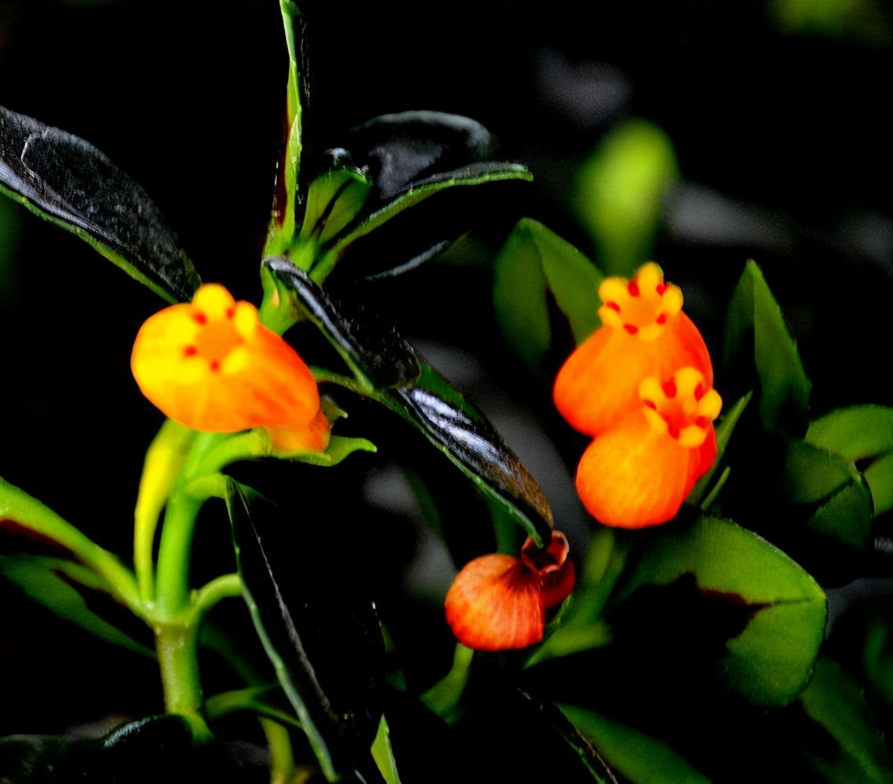 金鱼吊兰怎么养越养越亮,金鱼吊兰怎么养最旺盛