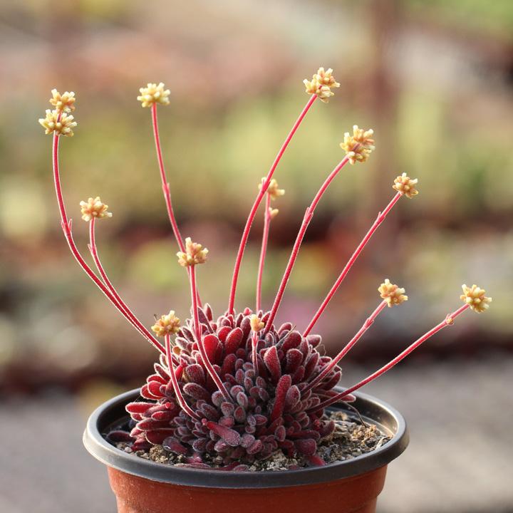 1000种多肉植物图鉴大全大图,景天科1000种多肉植物图鉴