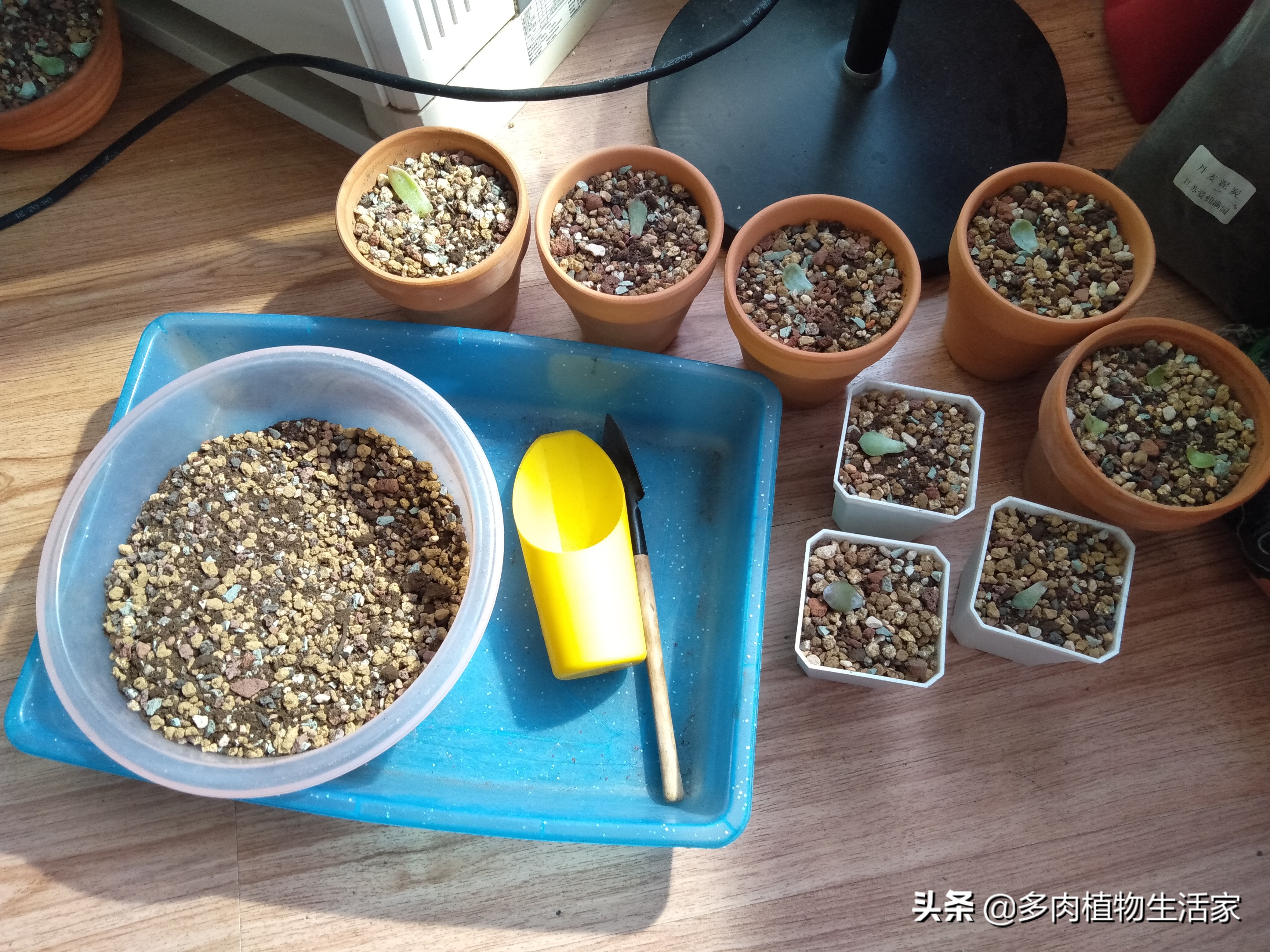 多肉经历寒冬酷暑迎来了春天,多肉经历了冬天的寒冷变得更美